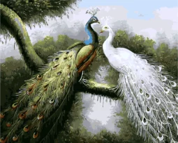 Peacocks in love